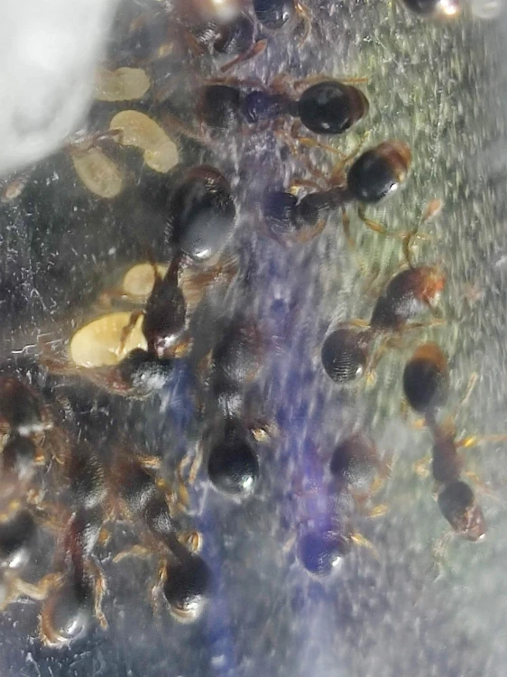 Reine attentionnée et ouvrières Myrmecina graminicola s'occupant de leur couvain près d'un coton humide.