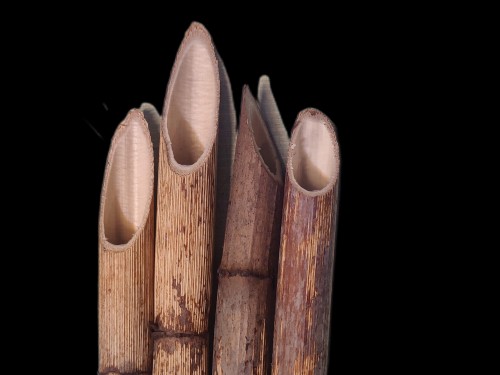 Tubes naturels de renouée du Japon cachettes pour isopodes et geckos