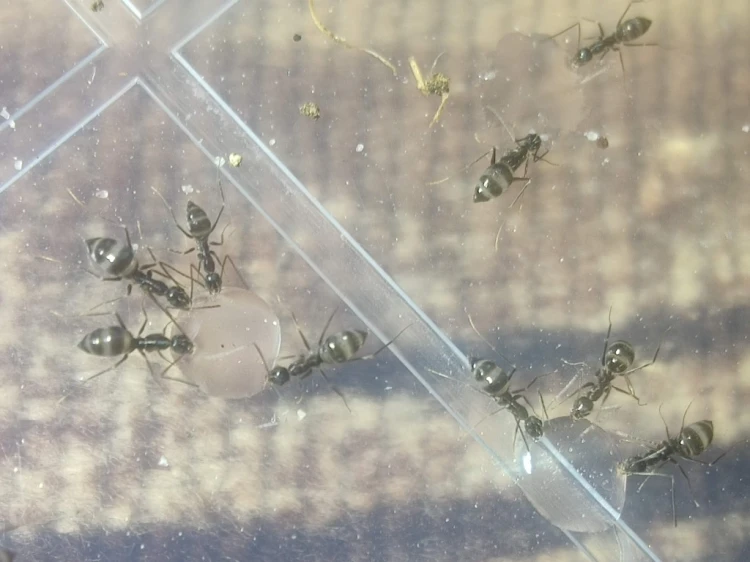 Robotnice mrówki Paratrechina longicornis pobierające płynny pokarm na arenie