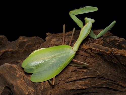 Zielona modliszka azjatycka Hierodula membranacea na korze w terrarium. Dorosła samica owada egzotycznego.
