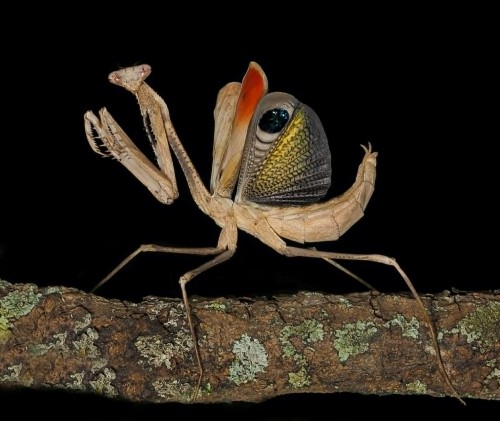 Modliszka Pseudempusa pinnapavonis na gałęzi z rozłożonymi skrzydłami w pozie odstraszającej, z widocznym wzorem oka.