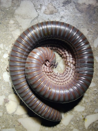 Zwinięty w spiralę wij Telodeinopus aoutii o ciemnym ubarwieniu na jasnym, nakrapianym kamieniu.