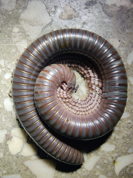 Zwinięty w spiralę wij Telodeinopus aoutii o ciemnym ubarwieniu na jasnym, nakrapianym kamieniu.
