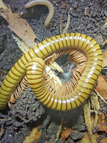 Spirostreptus gregorius - afrykański krocionóg oliwkowy w terrarium