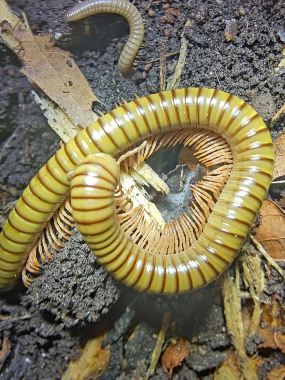 Spirostreptus gregorius - afrykański krocionóg oliwkowy w terrarium