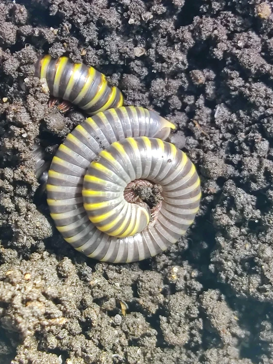 Anadenobolus monilicornis Tausendfüßer mit schwarz-gelben Streifen, roten Beinen und Fühlern auf Substrat.