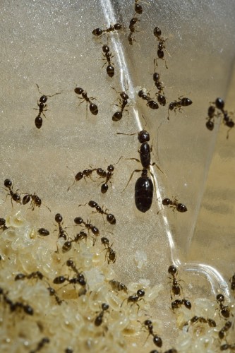 Kolonia Monomorium chinense z królową, drobnymi robotnicami i pakietem potomstwa w gnieździe