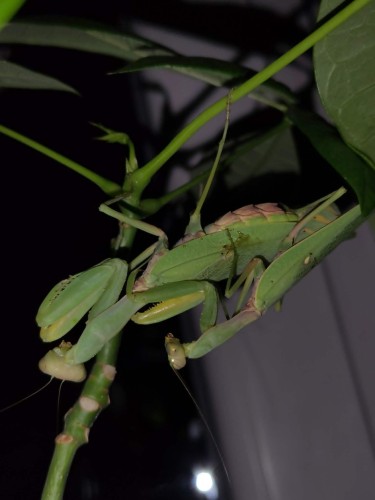 Transcaucasian mantis Hierodula tenuidentata camouflaged on tree branch