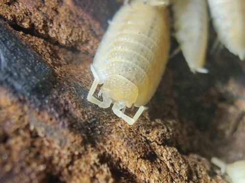 Makrofotografia głowy równonoga Porcellio scaber yellow snow z widocznymi białymi oczami na korze
