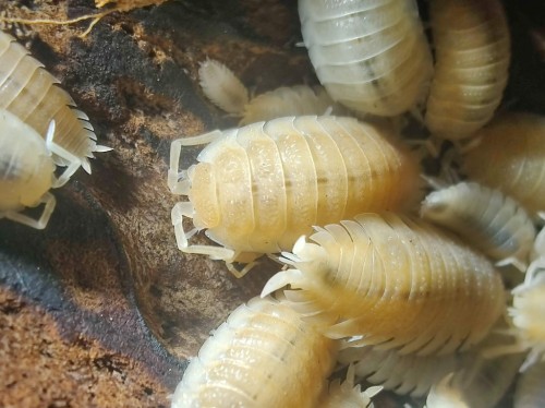 Zbliżenie na grupę równonogów Porcellio scaber yellow snow o kremowo-żółtym ubarwieniu na drewnie