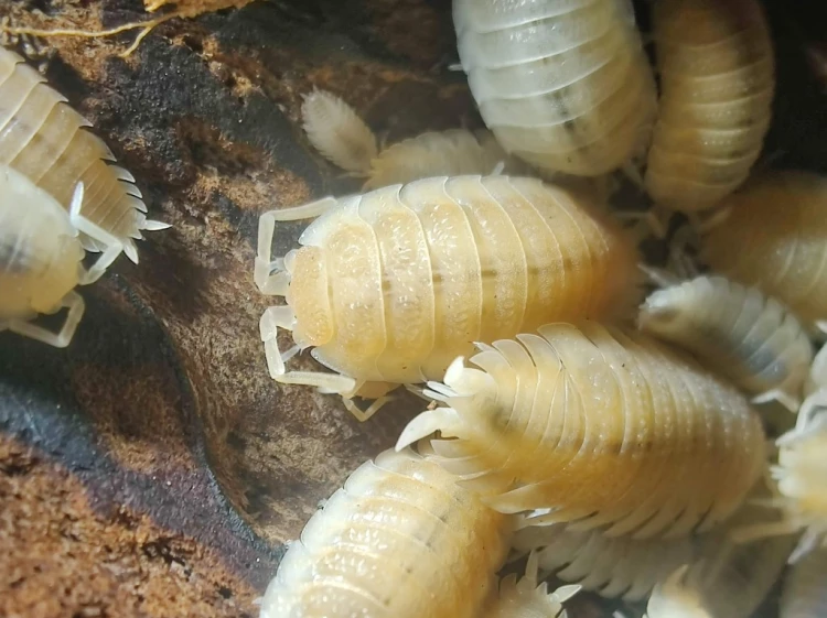Zbliżenie na grupę równonogów Porcellio scaber yellow snow o kremowo-żółtym ubarwieniu na drewnie