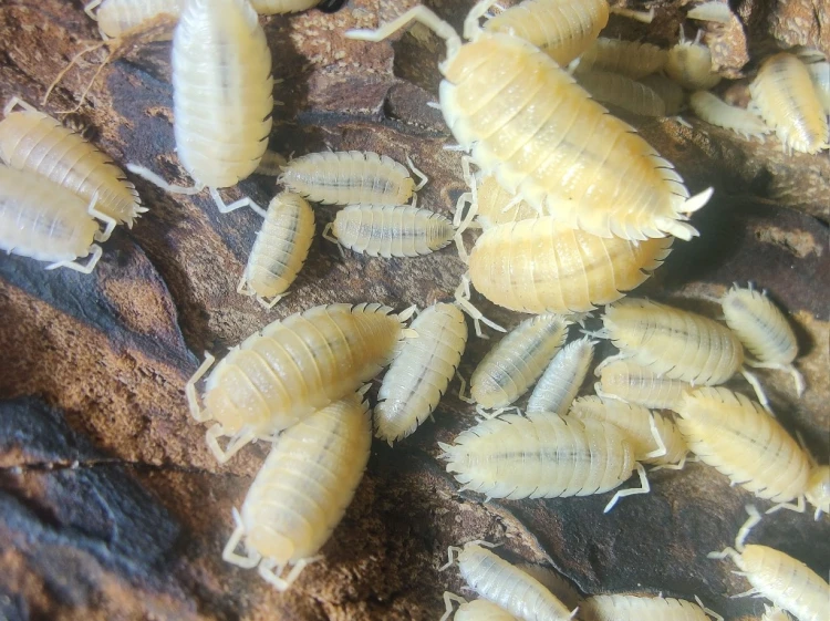Colony of Porcellio scaber yellow snow isopods of varying ages feeding on cork bark