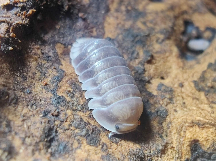 Isopoda Cubaris panda king dark - zbliżenie na dorosłego osobnika o zredukowanej bieli pancerza na korze