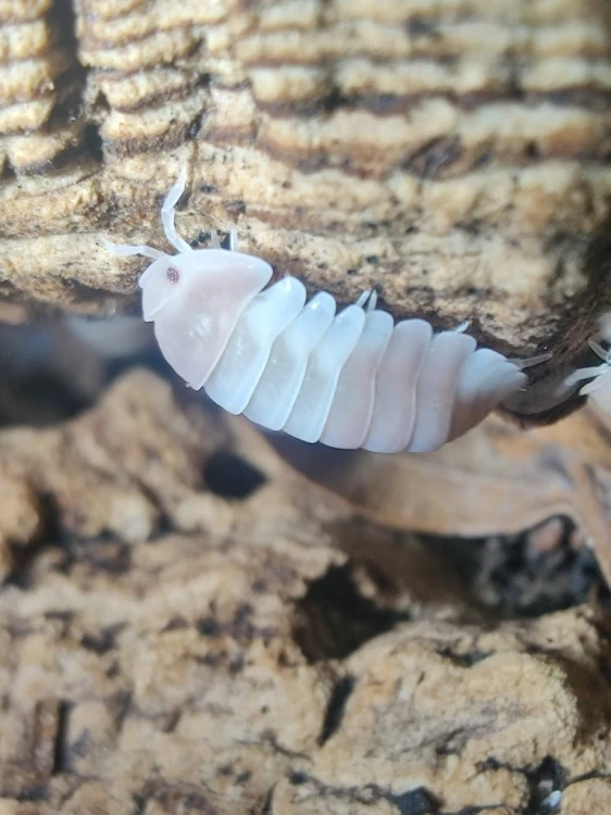 Cubaris panda king red - tropikalny isopod o jasnym pancerzu i czerwonych oczach