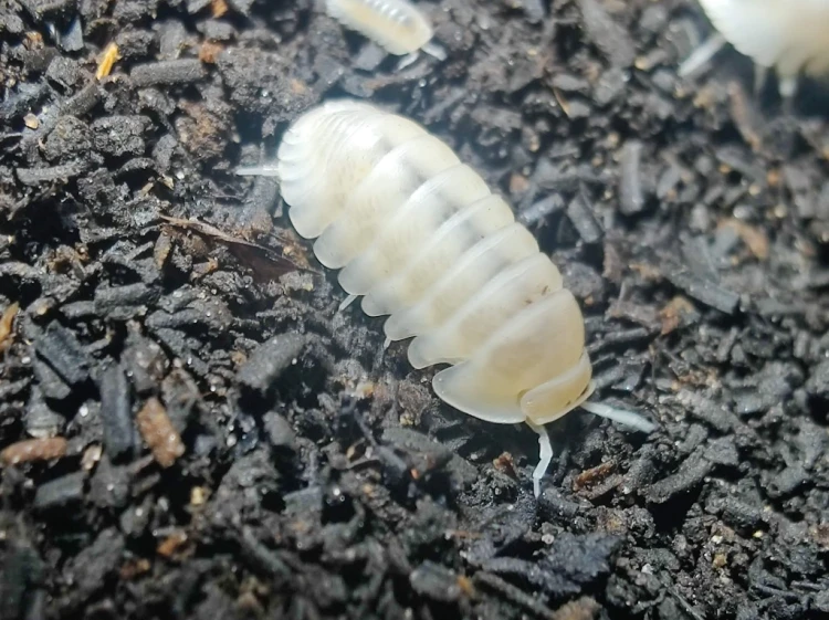 Pure white Cubaris panda king whiteout isopod with invisible eyes on dark substrate