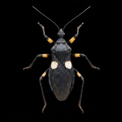 platymeris-biguttatus-1.jpg