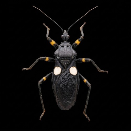 platymeris-biguttatus-2.jpg