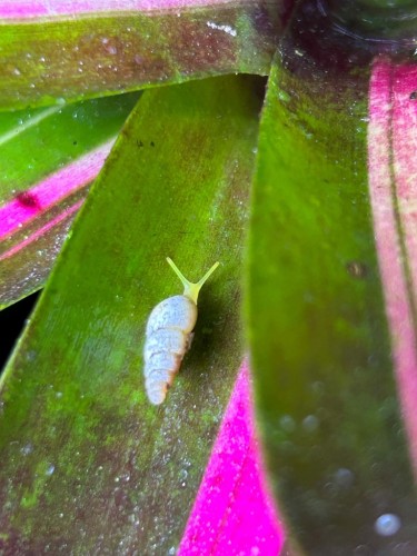 Kleine Allopeas gracile Schnecke kriecht auf einem grün-rosa Neoregelia-Blatt im Terrarium