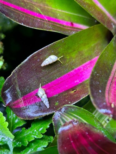 Zwei Allopeas gracile Schnecken der Putzkolonne auf einem gestreiften rosa-grünen Blatt im Vivarium