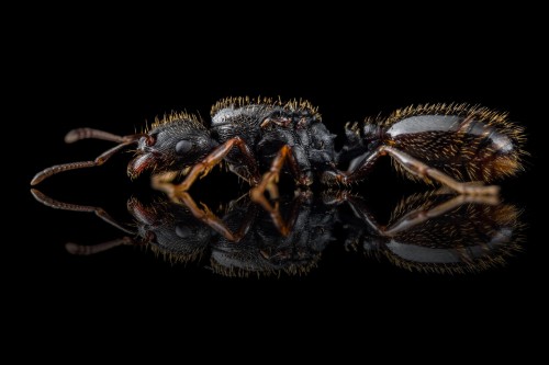 Tetramorium impurum - królowa mrówek z profilu