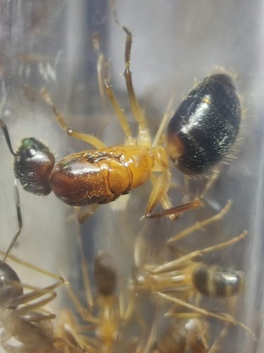 Królowa i robotnice Camponotus pseudoirritans w probówce hodowlanej