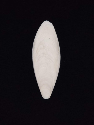 White natural cuttlebone providing essential calcium for isopods and snails.