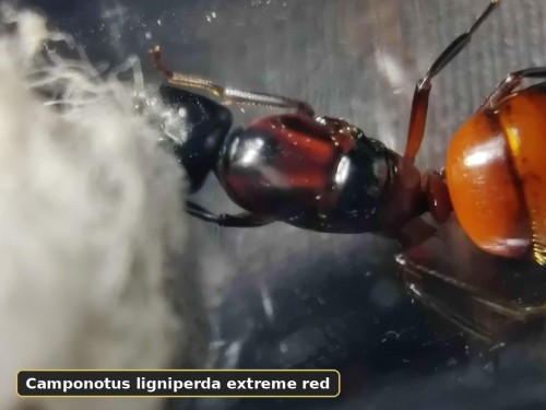 Królowa Camponotus ligniperda w rzadkiej odmianie kolorystycznej Extreme Red