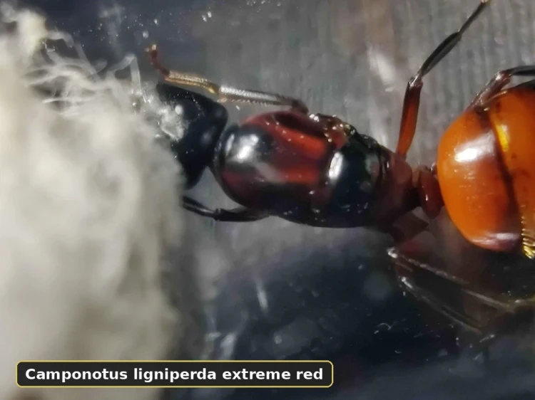 Königin Camponotus ligniperda in seltener Extreme Red Farbvariante