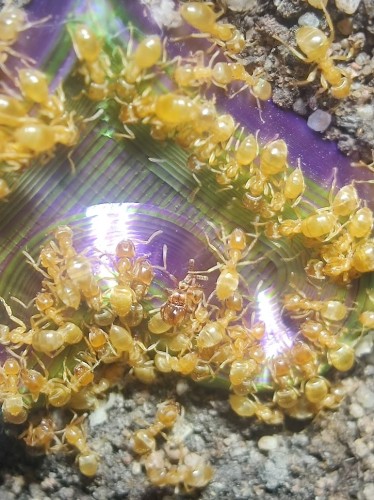 Claviger testaceus rozrożek żółty karmiony przez robotnice Lasius flavus w formikarium