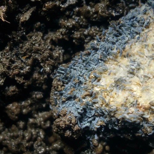 Kolonia błękitnych skoczogonków Proisotoma minuta żerująca na wilgotnym ciemnym podłożu