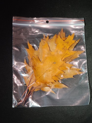 Package of dried red oak leaves in a transparent zip-lock bag.