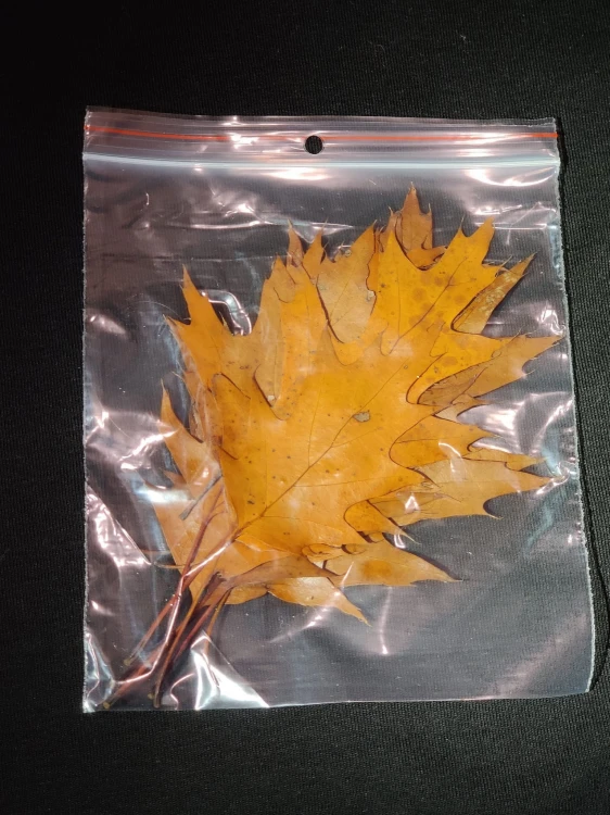 Packung getrockneter Roteichenblätter im transparenten Druckverschlussbeutel.