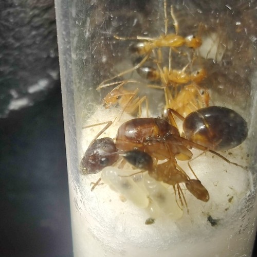 Camponotus pilicornis - królowa i robotnice w probówce