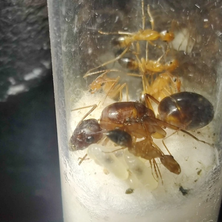 Camponotus pilicornis - królowa i robotnice w probówce