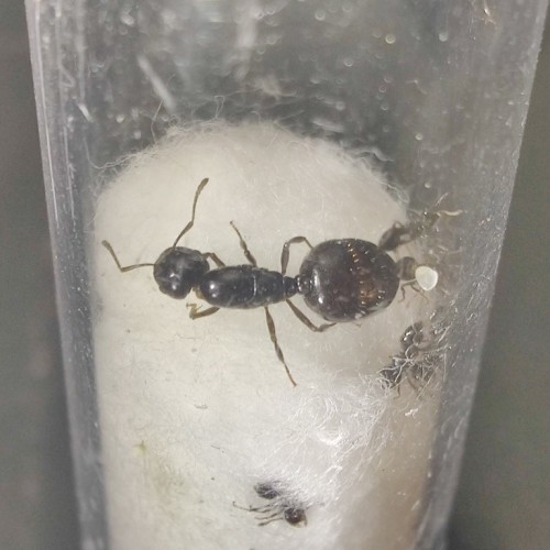 Crematogaster auberti - królowa i robotnice w probówce