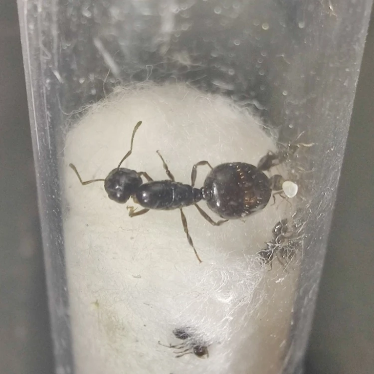 Crematogaster auberti - królowa i robotnice w probówce