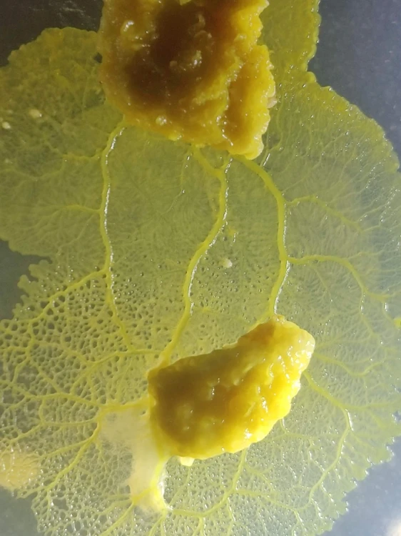 Yellow plasmodium of slime mold Physarum polycephalum Monster with dense vein network on dark background.