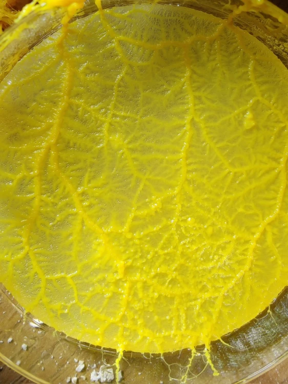 Laboratory culture of Physarum polycephalum Monster slime mold forming a branched network in a dish.