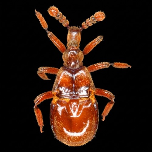Beetle Claviger testaceus yellow guest dorsal macro view on black background