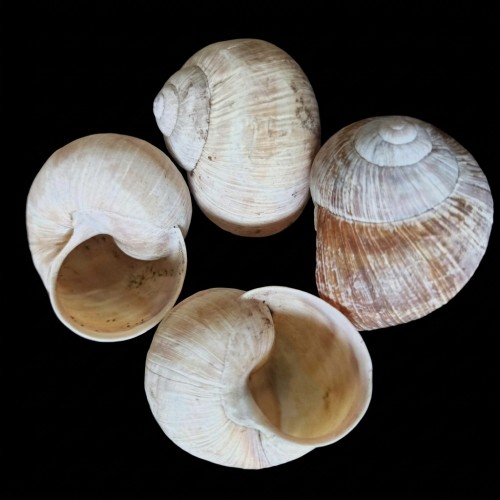 Snail shells