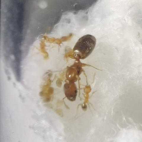 Królowa Pheidole parva z potomstwem na wilgotnej wacie w probówce