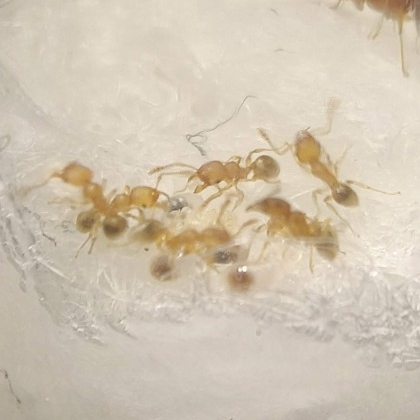 Pheidole parva minor worker ants caring for a cluster of larvae and eggs