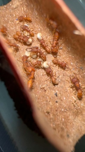 Kolonia mrówek Mystrium camillae z białymi larwami i długimi żuwaczkami w gnieździe