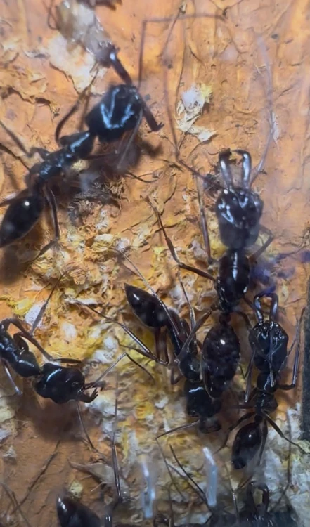 Kolonia mrówek Odontomachus monticola z królową i robotnicami o wydłużonych żuwaczkach zatrzaskowych