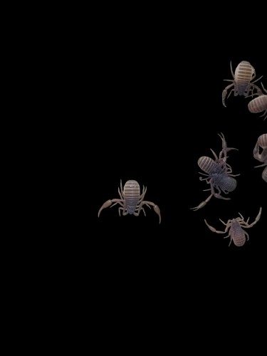 Chelifer cancroides book scorpion with spread pincers next to a group on a black background