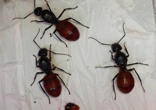 Mrówka dinomyrmex gigas.