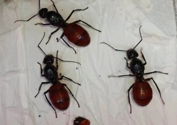 Mrówka dinomyrmex gigas.