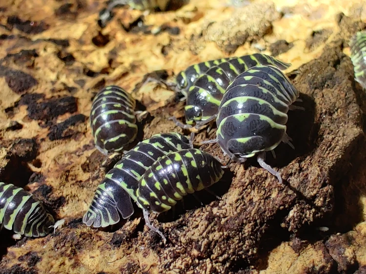 Groupe d'isopodes Armadillidium maculatum yellow avec des rayures jaunes et noires sur écorce