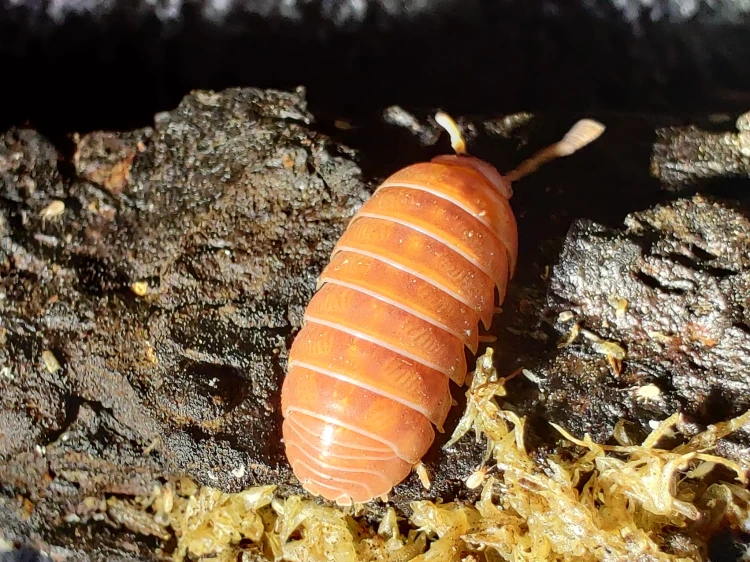 Isopode cuivre-rougeâtre Armadillidium vulgare 'red' dans un creux d'écorce de liège