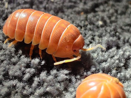 Isopode roulé en boule Armadillidium vulgare 'red' sur de l'écorce d'arbre